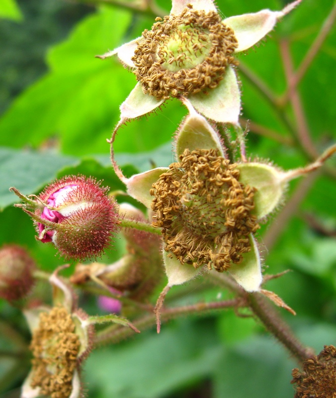 Image of Rubus odoratus specimen.