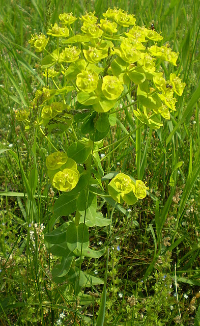 Изображение особи Euphorbia agraria.