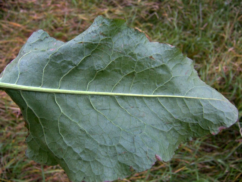 Image of Rumex confertus specimen.
