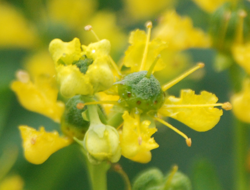 Image of Ruta graveolens specimen.