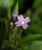 Epilobium adenocaulon. Верхушка цветущего растения. Московская обл., Раменский р-н, окрестности д. Хрипань, дачный участок. 10.07.2009.