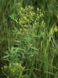 Euphorbia semivillosa. Верхушка плодоносящего растения. Белгородская обл., окр. пос. Борисовка, Острасьев Яр, остепнённый луг на опушке байрачной дубравы. 30.06.2009.