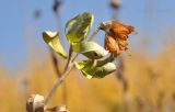 Trifolium pacificum