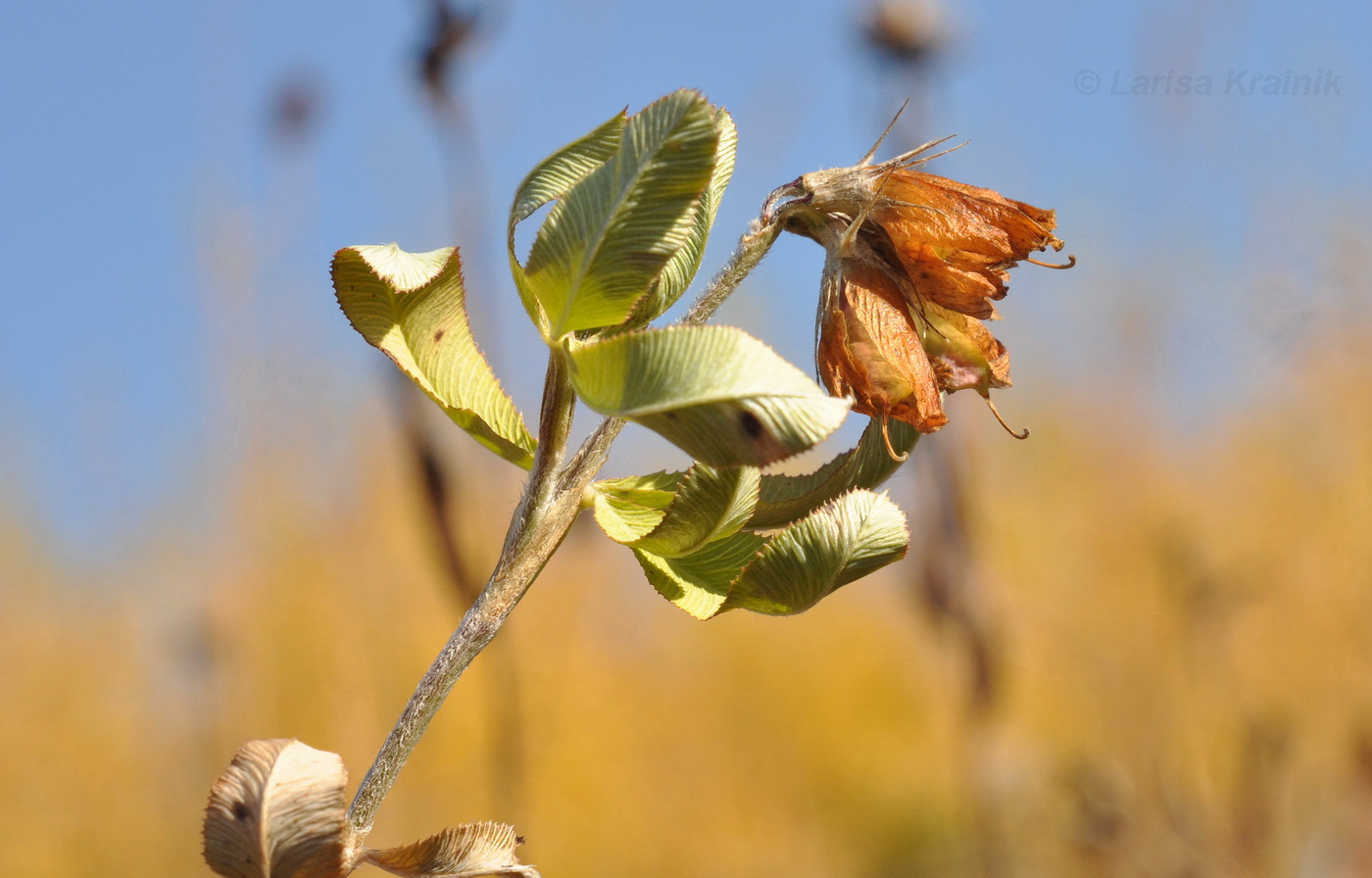 Изображение особи Trifolium pacificum.