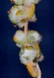Image of taxon representative. Author is Татьяна Мальчинская
