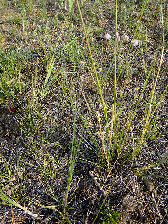 Image of Allium tenuissimum specimen.