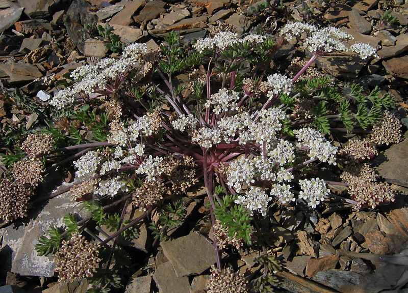 Изображение особи Stenocoelium athamantoides.