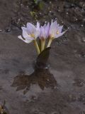 Colchicum szovitsii