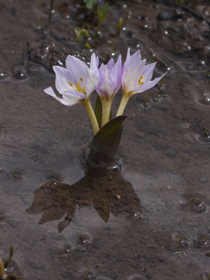 Изображение особи Colchicum szovitsii.