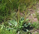 Plantago major. Цветущее и плодоносящее растение. Московская обл., Раменский р-н, окр. ж.-д. платформы Хрипань, просека под ЛЭП. 01.07.2015.