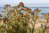 Tanacetum vulgare
