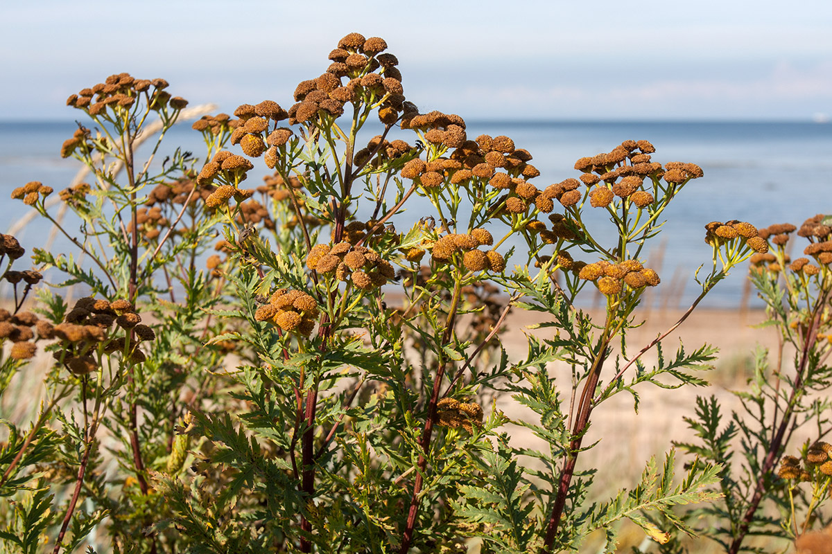 Изображение особи Tanacetum vulgare.