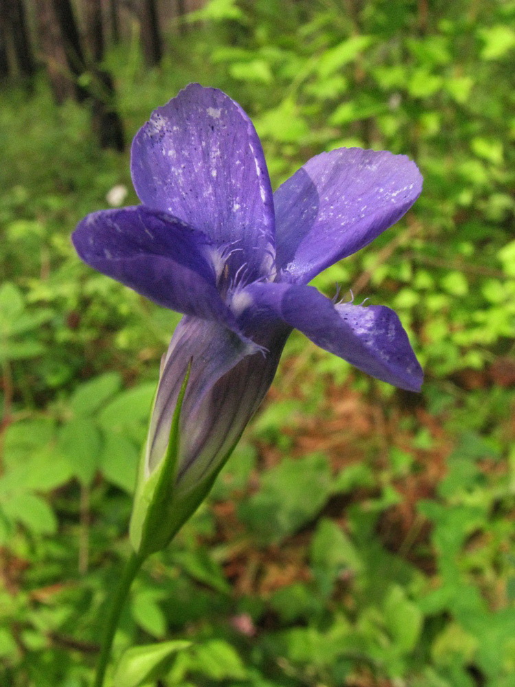 Изображение особи Gentianopsis barbata.