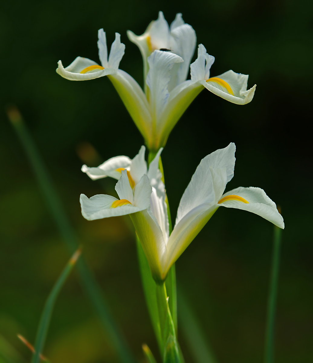 Image of Iris &times; hollandica specimen.