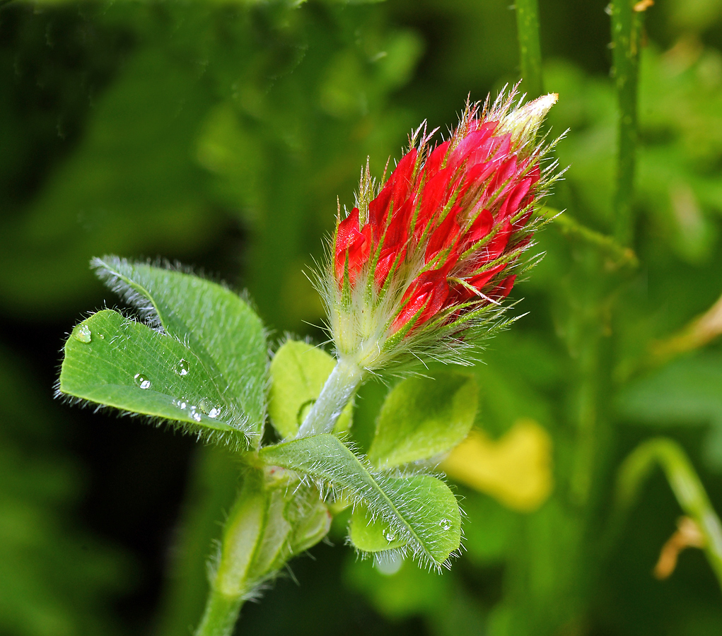 Image of Trifolium incarnatum specimen.