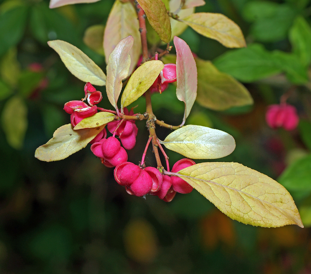 Изображение особи Euonymus europaeus.