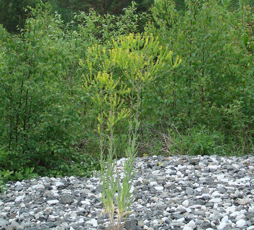 Image of Isatis oblongata specimen.