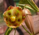 Fritillaria olgae