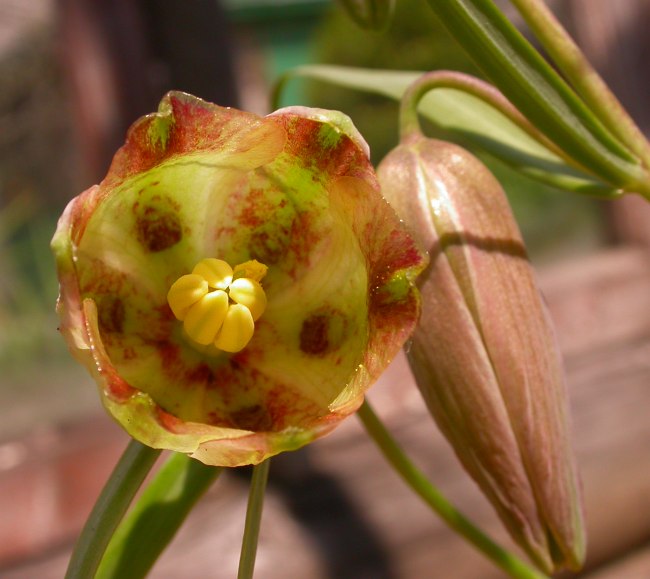 Изображение особи Fritillaria olgae.