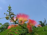 Albizia julibrissin. Ветвь с распускающимися, распустившимися и отцветшими соцветиями. Крым, Симферопольский р-н, пгт Николаевка, в культуре. 19.08.2008.