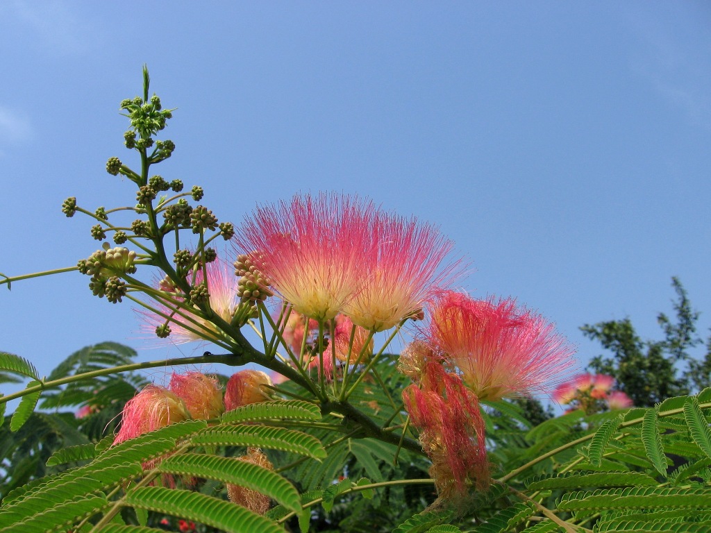 Изображение особи Albizia julibrissin.