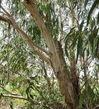 Eucalyptus leucoxylon