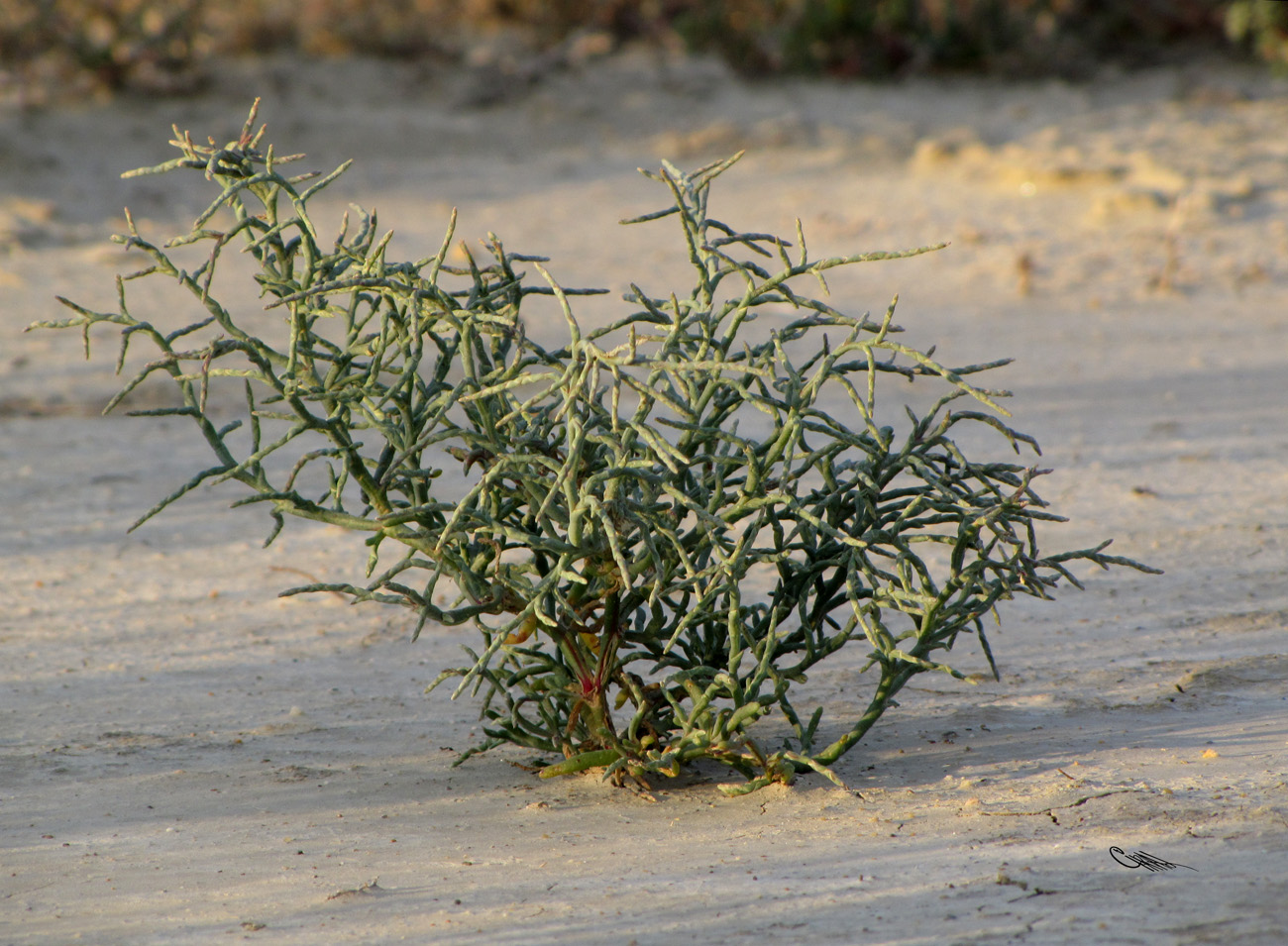 Image of Ofaiston monandrum specimen.