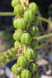 Eremurus turkestanicus