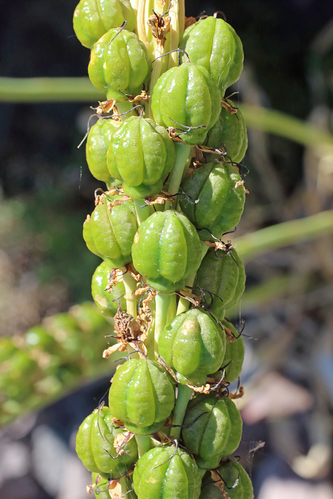 Image of Eremurus turkestanicus specimen.