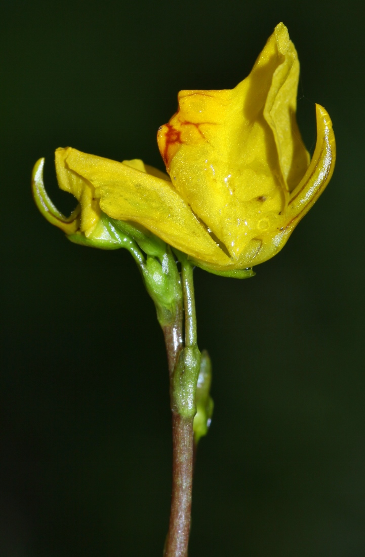 Изображение особи Utricularia macrorhiza.