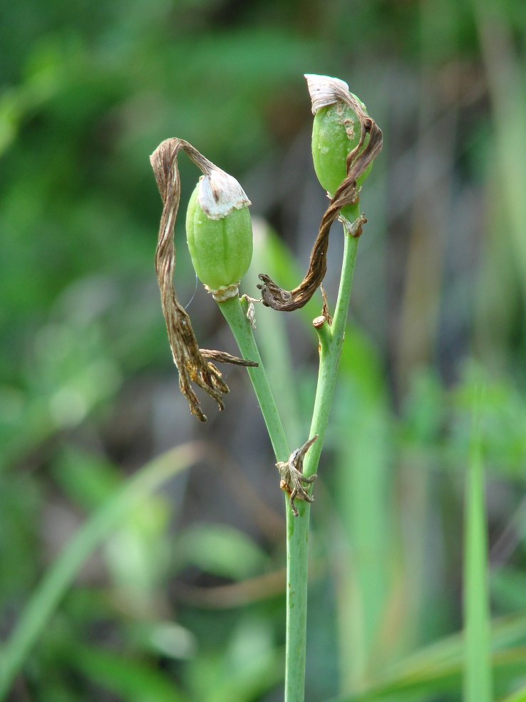 Image of Hemerocallis minor specimen.