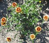 Zinnia angustifolia