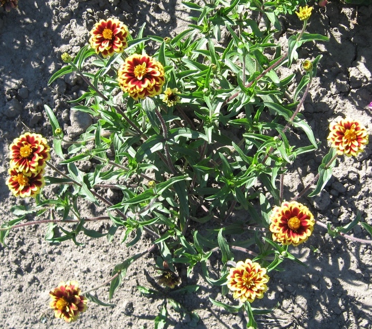 Изображение особи Zinnia angustifolia.