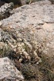 Paraeremostachys karatavica. Плодоносящее растение. Южный Казахстан, горы Алатау (Даубаба), Западное ущелье, Западный перевал, 1560 м н.у.м. 14.07.2014.