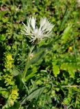 Centaurea cheiranthifolia. Верхушка побега с соцветием. Карачаево-Черкесия, окр. пос. Архыз, долина р. София, ≈ 1900 м н.у.м., субальпийский луг. 18.06.2015.