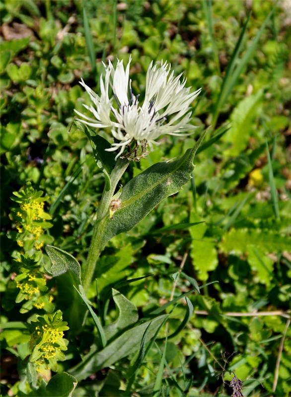 Изображение особи Centaurea cheiranthifolia.