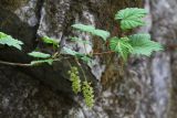 Ribes mandshuricum. Часть побега с соцветиями. Приморский край, Партизанский р-н, окр. с. Голубовка, падь Широкая, у подножья скалы в липовом лесу на северном склоне. 08.05.2015.