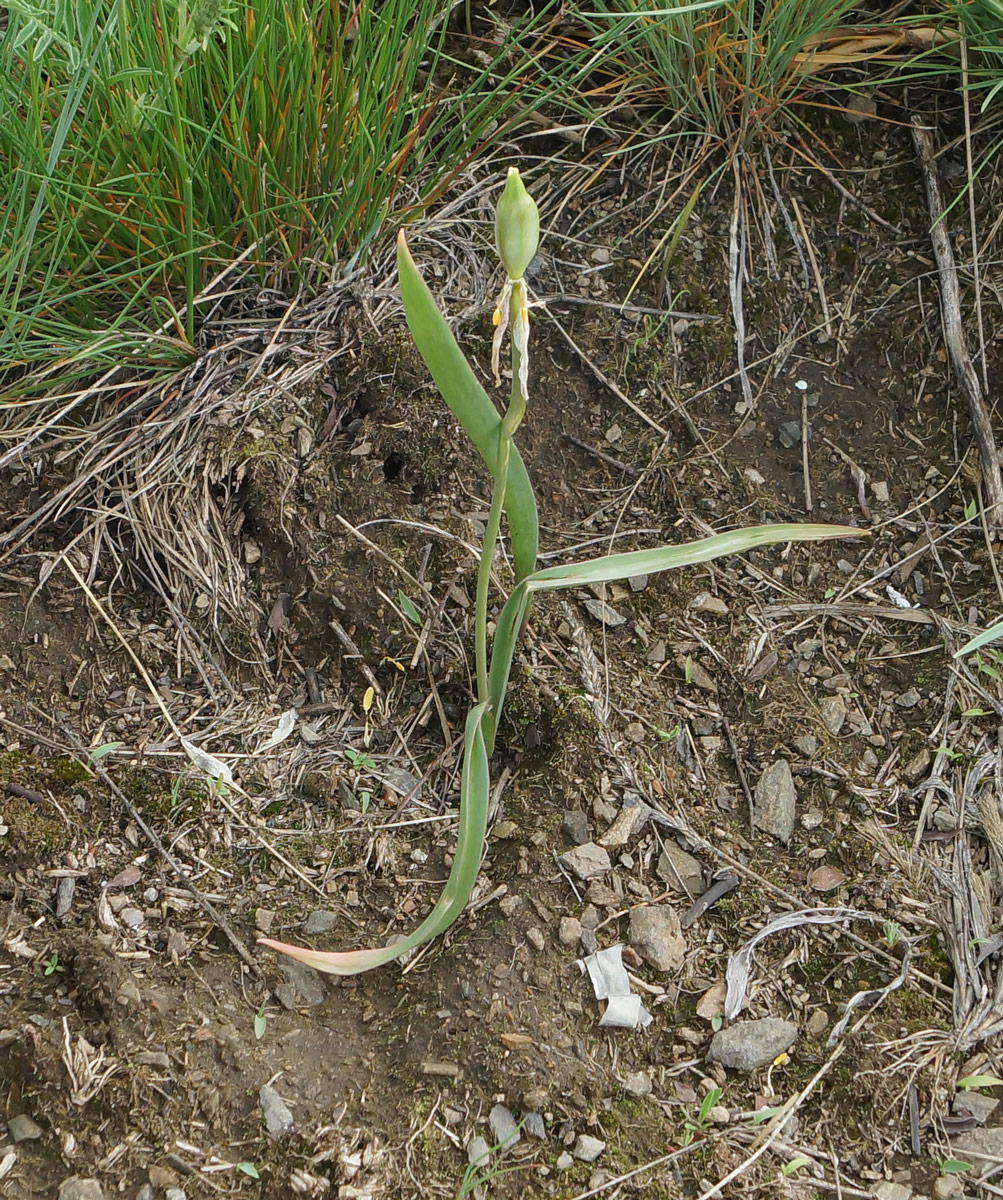 Image of Tulipa patens specimen.