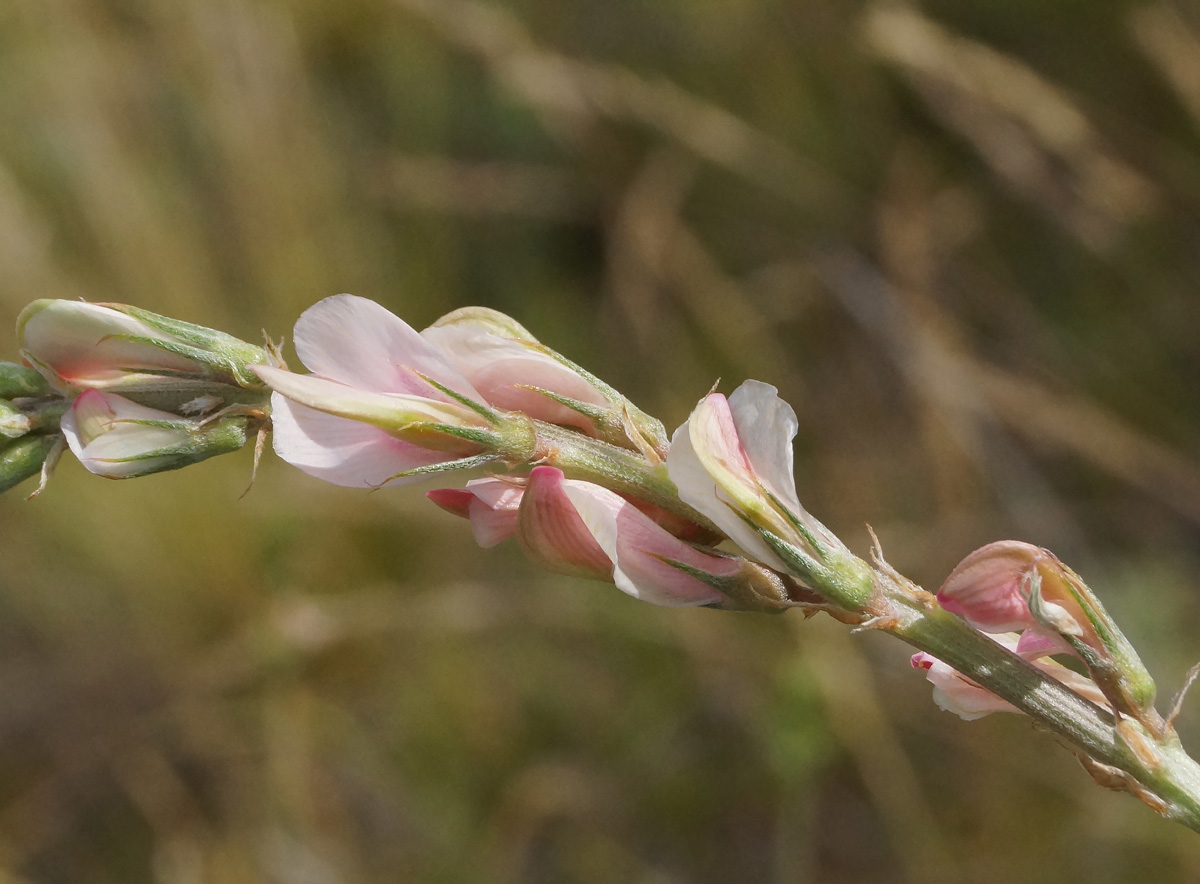 Изображение особи Onobrychis arenaria.