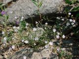 Lychnis sibirica