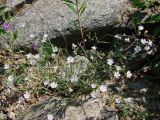 Lychnis sibirica. Цветущее растение. Якутия (Саха), Алданский р-н, левый берег р. Алдан в 5 км выше устья р. Тимптон. 19.06.2008.