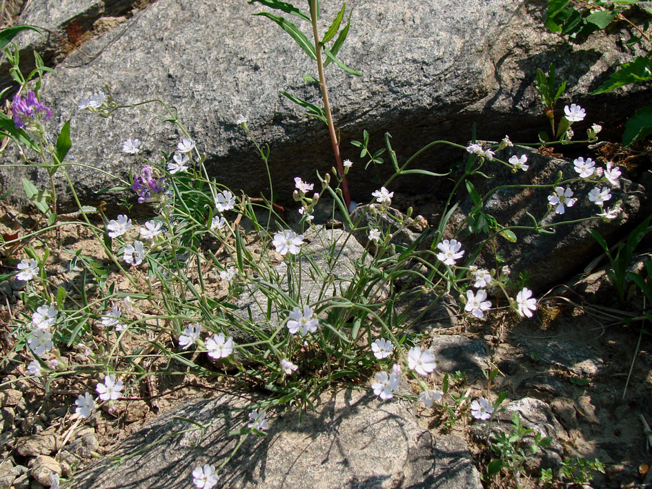 Image of Lychnis sibirica specimen.