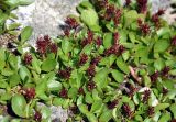 genus Salix