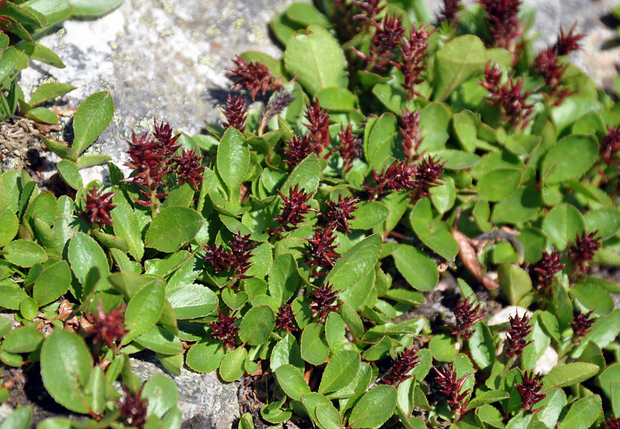 Image of genus Salix specimen.