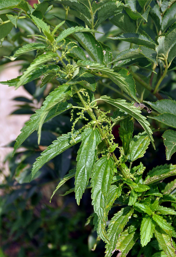 Image of Urtica angustifolia specimen.