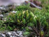 genus Orthotrichum