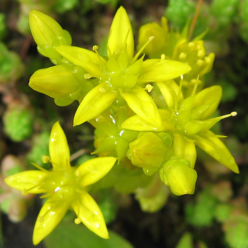 Image of Sedum acre specimen.