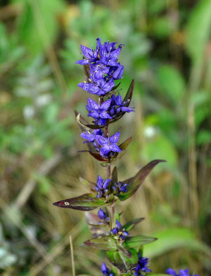 Image of Ophelia tetrapetala specimen.