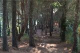 Pinus pityusa. Стволы растений в молодой роще. Слева виден ствол Arbutus andrachne. Абхазия, окраина Пицунды, край обрывистого берега. 22.08.2015.