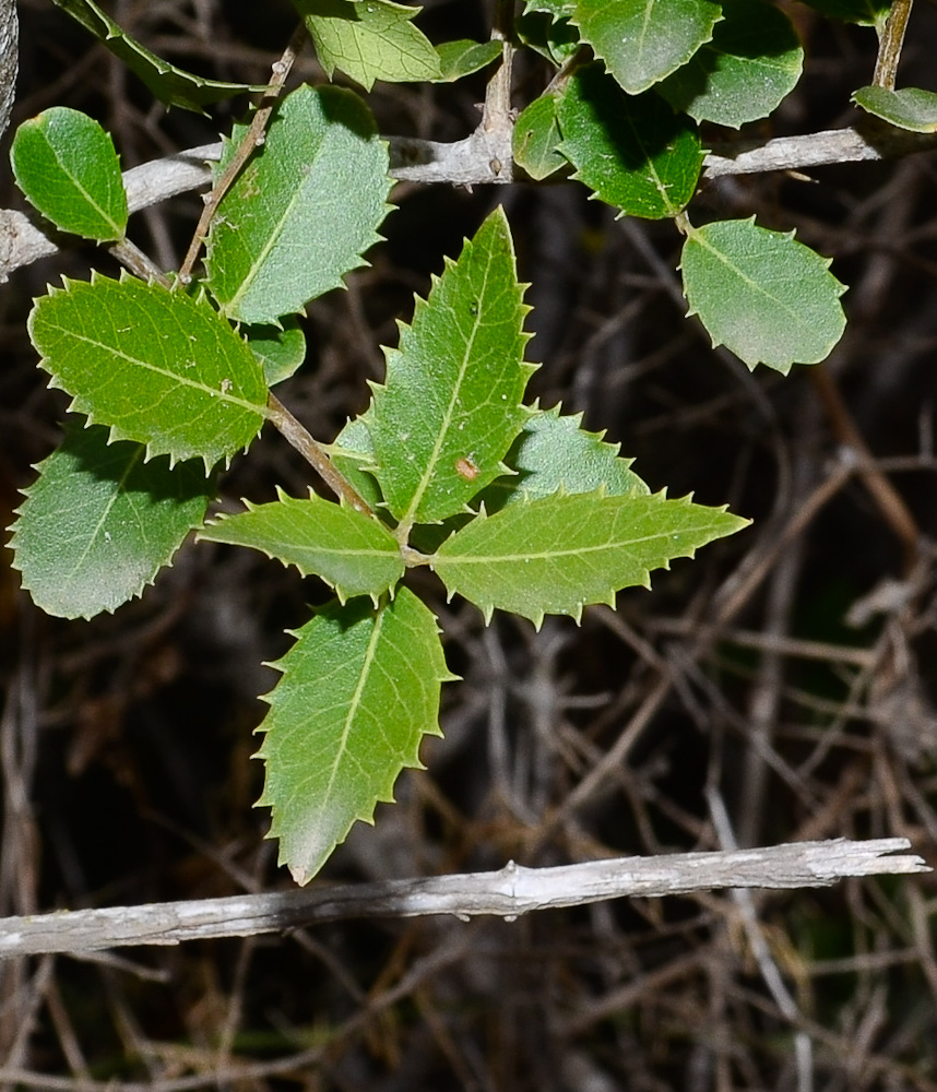 Изображение особи Phillyrea latifolia.